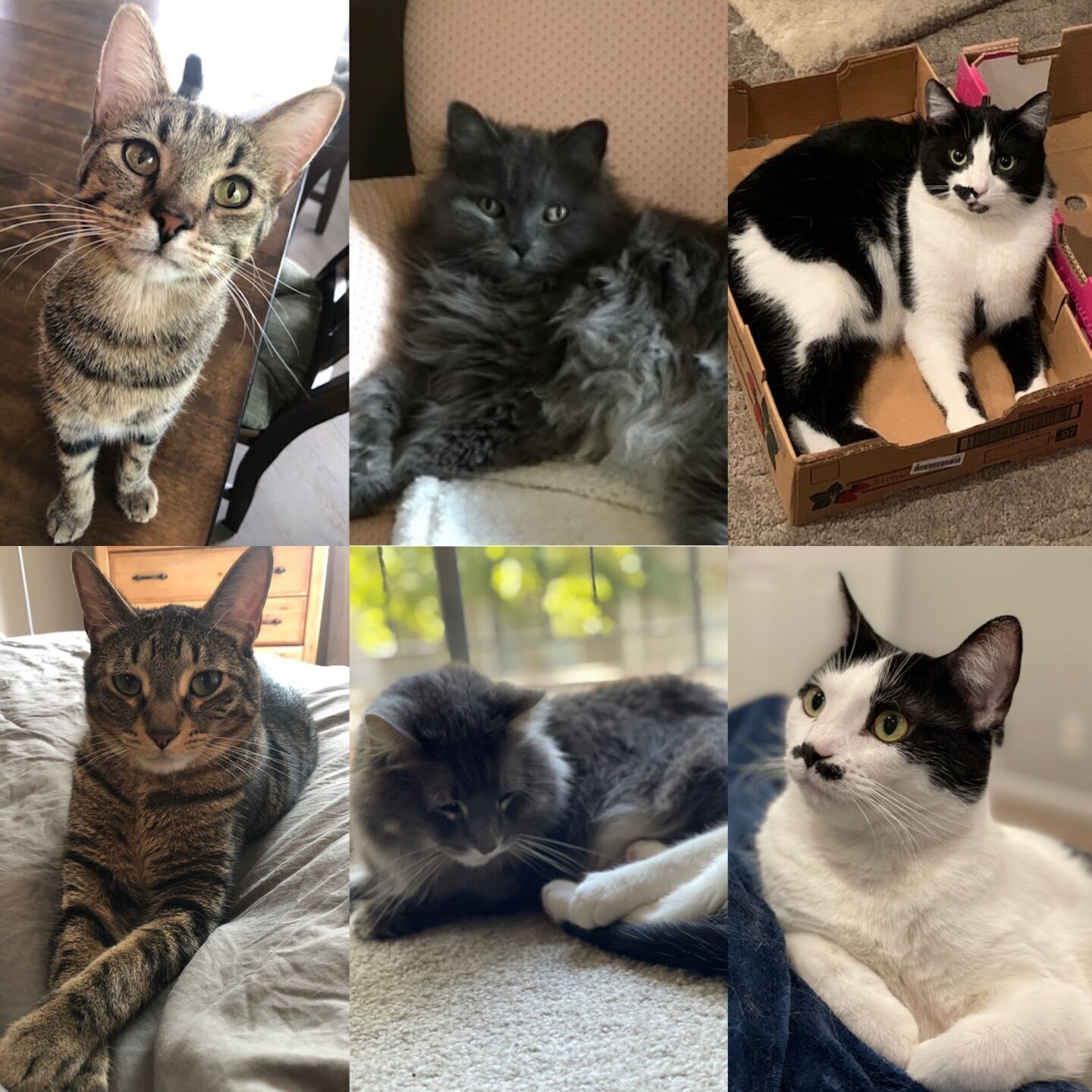 cats